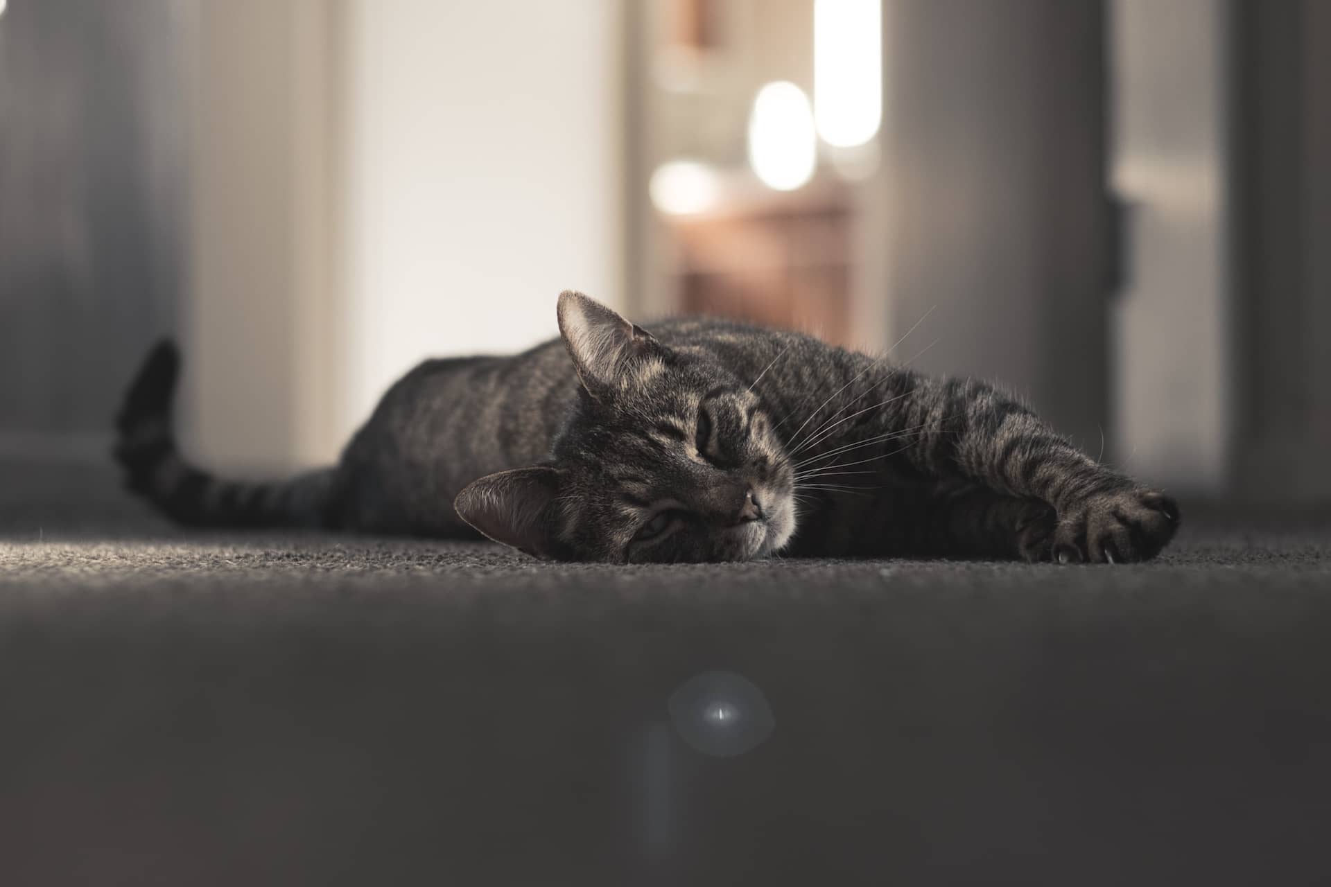 Picture of a cat lounging on the carpet, taken from the ground.