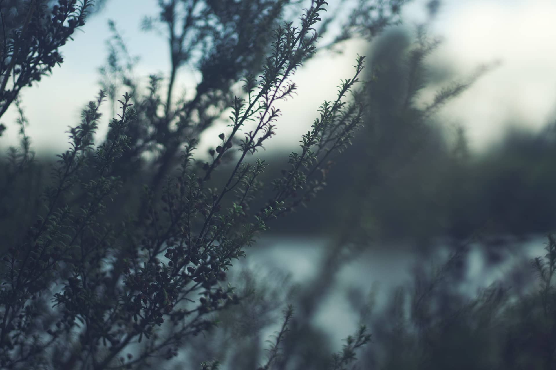 Photo of foliage, with more plants and a lake in the background.